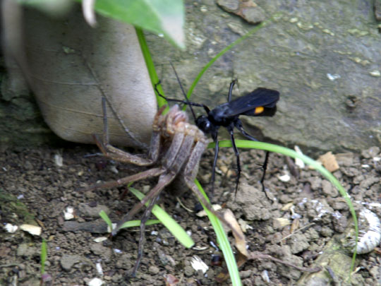 【新商品】鉄製　蜘蛛の巣　蜘蛛　クモ スパイダー　　大きい　重い　リアル その他
