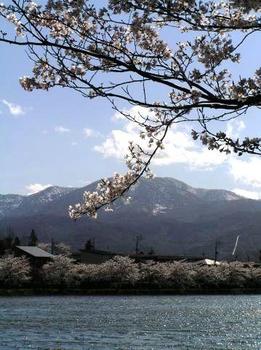 上越の山と桜.jpg