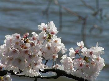 高田城の桜.jpg