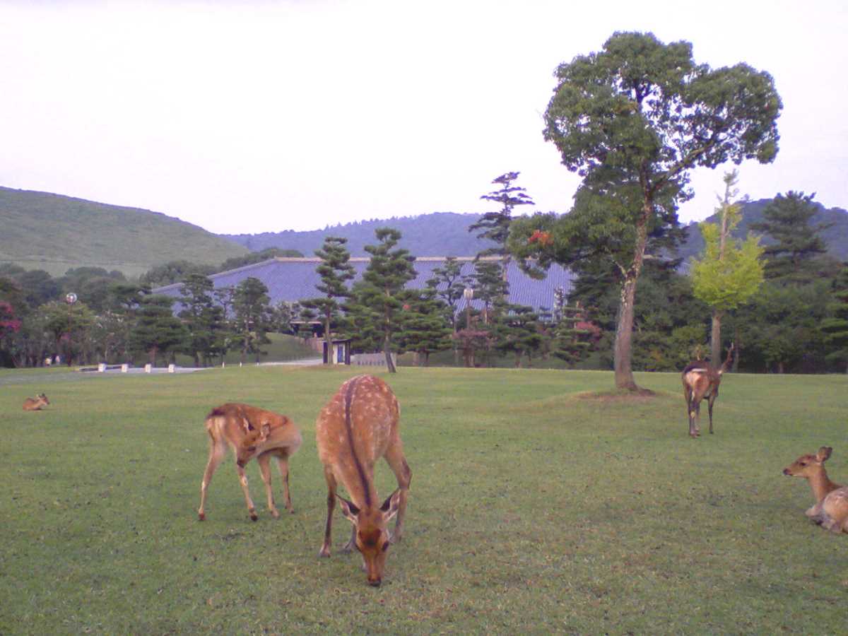 080828奈良公園鹿.JPG
