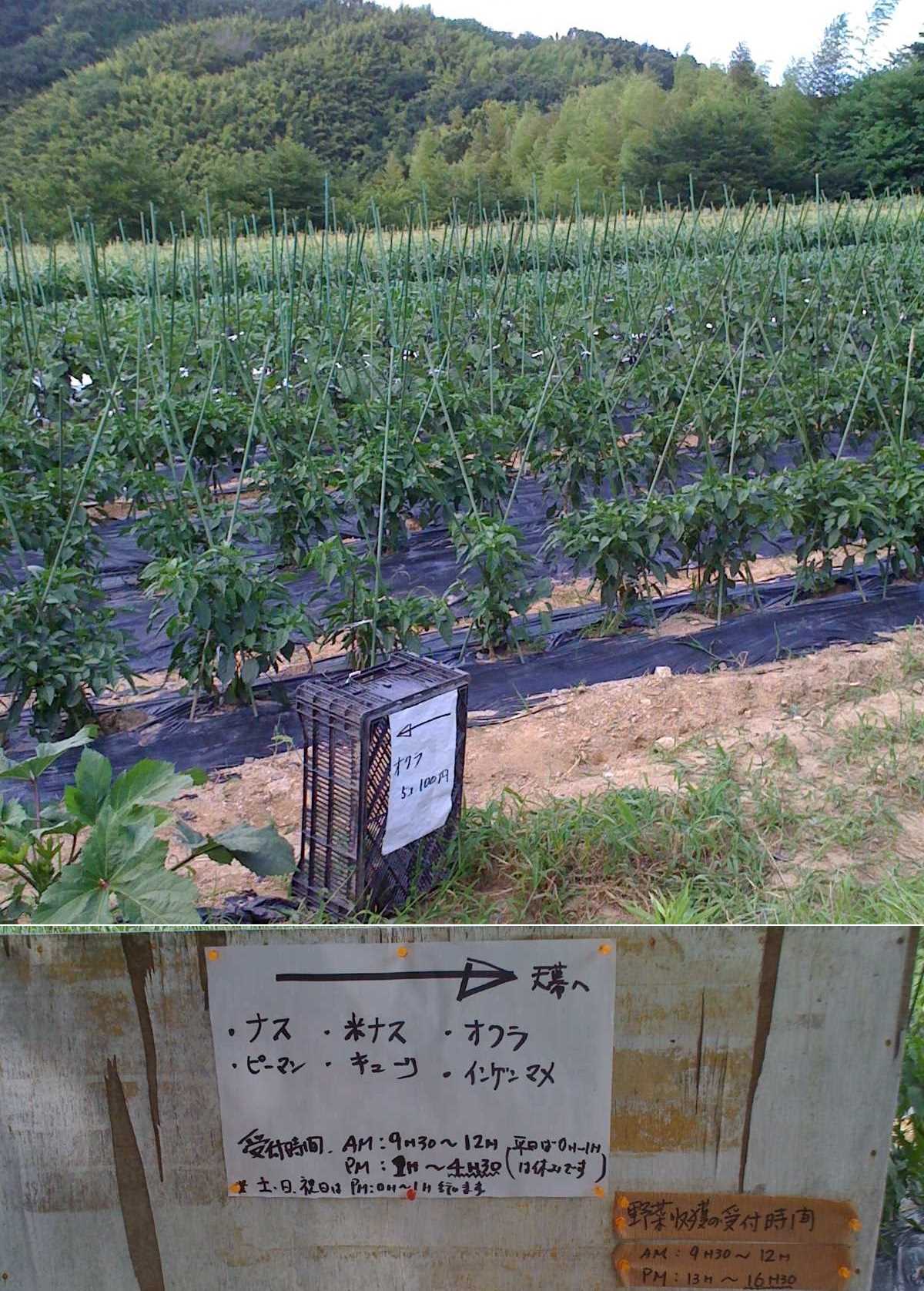 100719-6_信貴山のどか村_体験農場.jpg