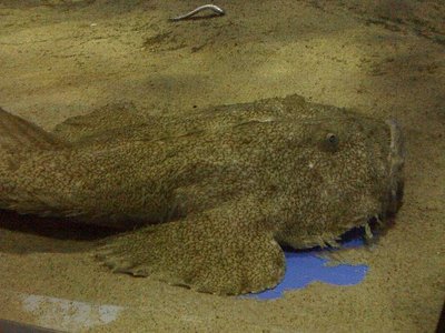 100422名古屋港水族館_アンコウ.JPG