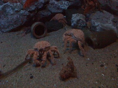 100422名古屋港水族館_カニ.JPG