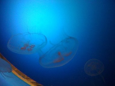 100422名古屋港水族館_クラゲ.JPG