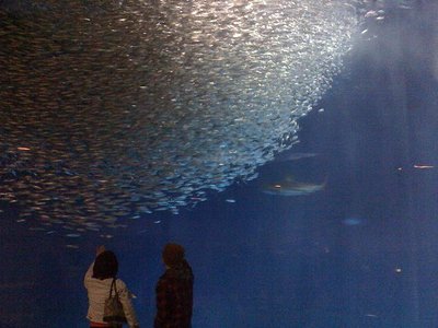 100422名古屋港水族館_魚群.JPG