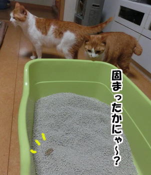 猫砂実験