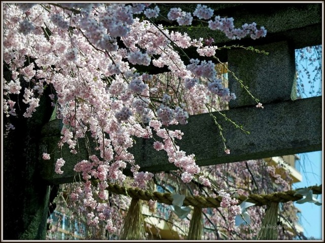 桜　八幡宮