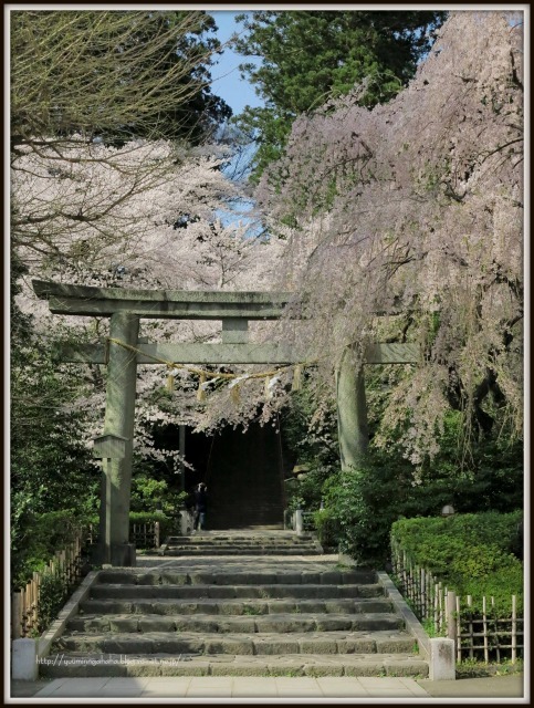 八幡宮　桜　　２