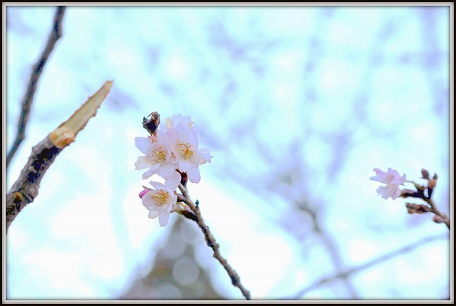 冬の桜