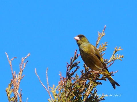 2019-04-21カワラヒワ.jpg