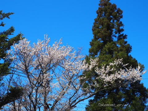 2020-04-19桜ほぼ満開？.jpg