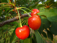 Cherry03.jpg