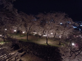 05 鶴山公園　夜桜　弓櫓.JPG