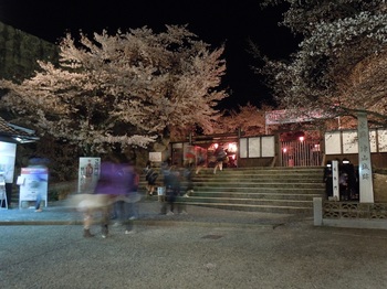 06 鶴山公園　夜桜　表門１.JPG