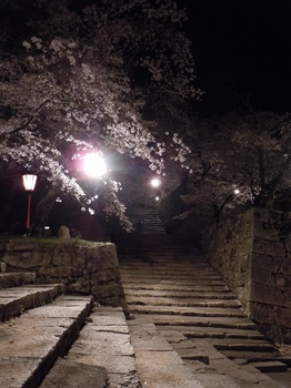 13 鶴山公園　夜桜　三ノ丸から二ノ丸への階段２.JPG