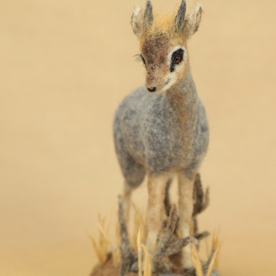 dik-dik