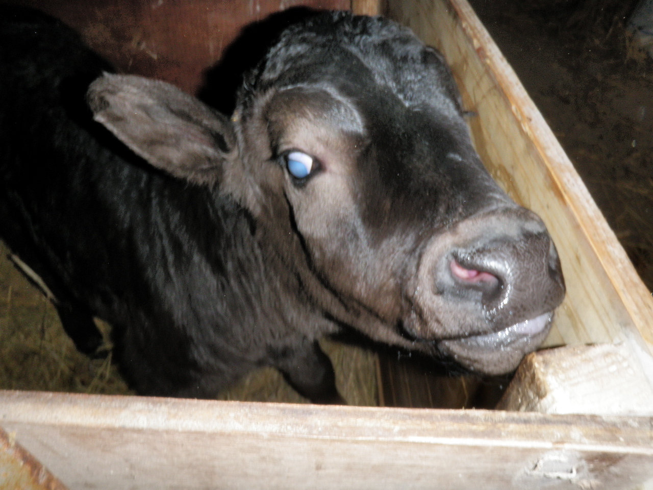 中年男の牛飼いブログ Ssブログ