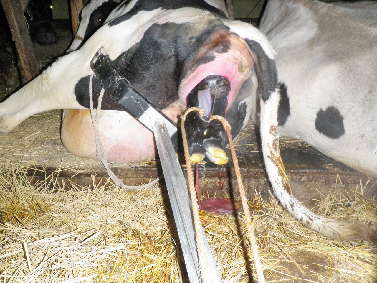 中年男の牛飼いブログ Ssブログ