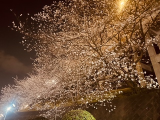 近所で