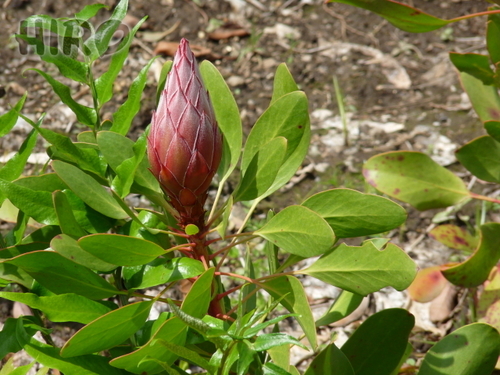 05_ロストリバーデルタの草花_20100418_03.jpg