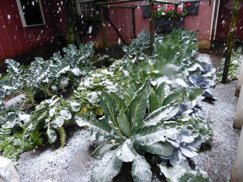 20130114_TDSインレポ 雪_18.jpg