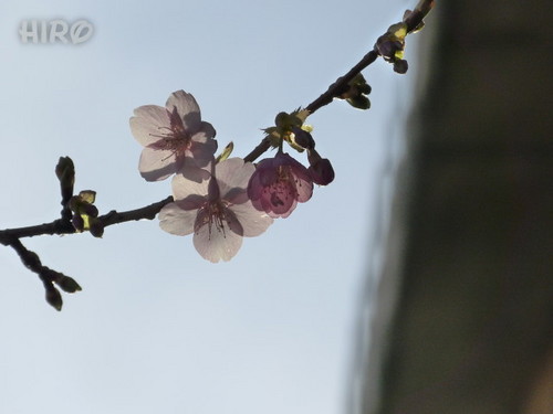 20130209_シーの河津桜_02.jpg