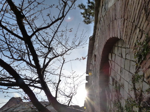 20130209_シーの河津桜_03.jpg