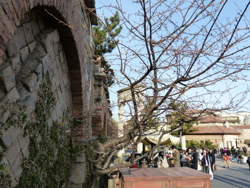 20130209_シーの河津桜_04.jpg