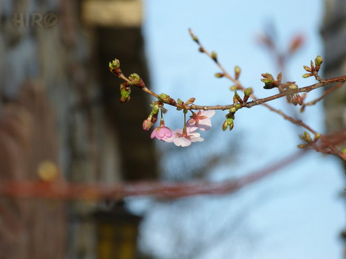 20130209_シーの河津桜_05.jpg