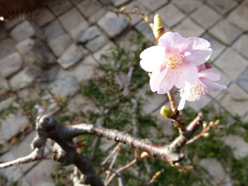 20130209_シーの河津桜_06.jpg