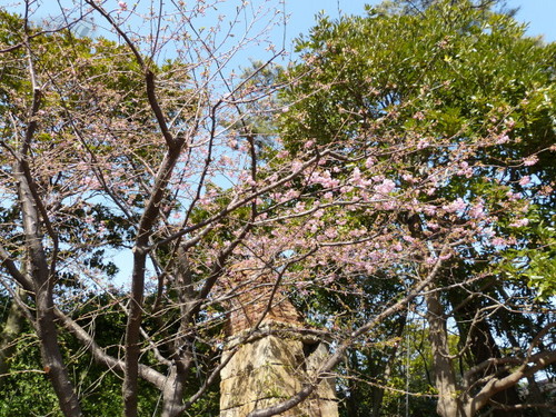 20130302_シーの河津桜_01.jpg