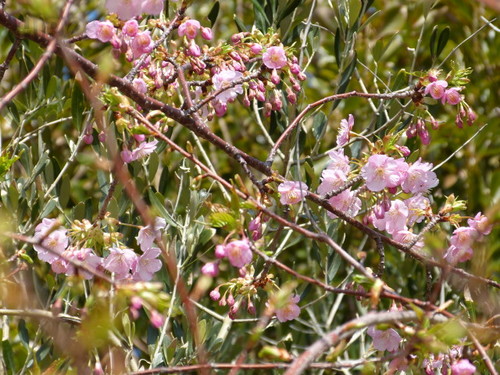 20130302_シーの河津桜_02.jpg