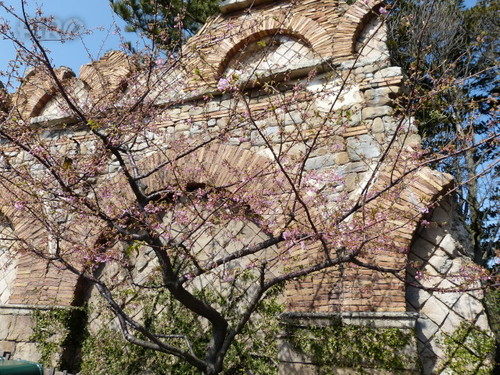 20130302_シーの河津桜_04.jpg