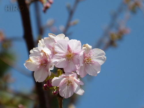 20130302_シーの河津桜_05.jpg