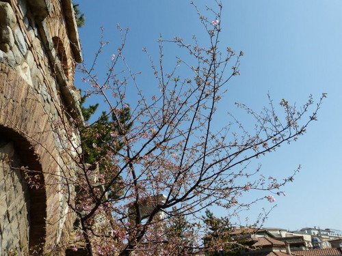 20130302_シーの河津桜_06.jpg