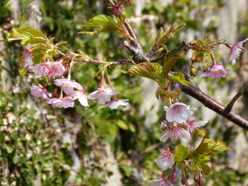 20130302_シーの河津桜_07.jpg