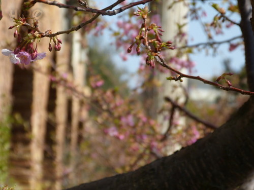 20130302_シーの河津桜_08.jpg