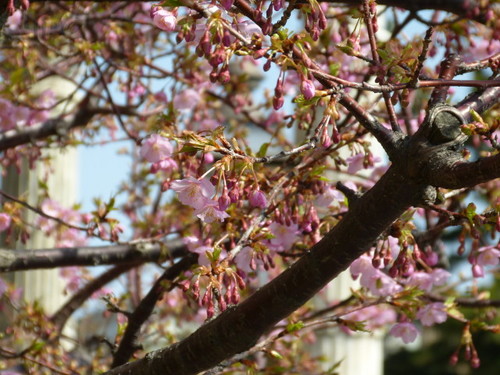 20130302_シーの河津桜_09.jpg