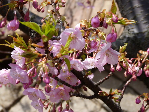 20130302_シーの河津桜_10.jpg