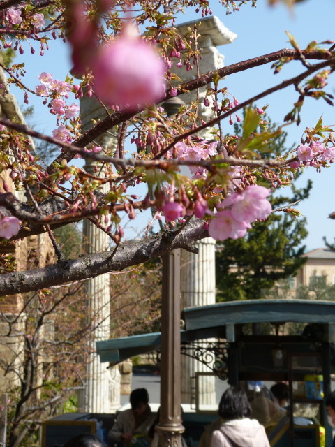 20130302_シーの河津桜_11.jpg