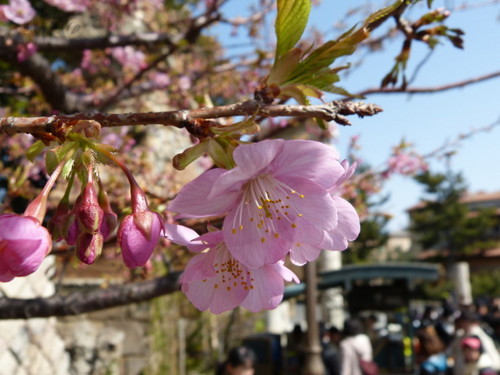 20130302_シーの河津桜_12.jpg