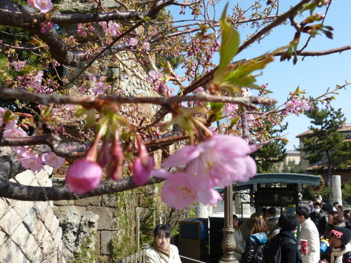 20130302_シーの河津桜_13.jpg