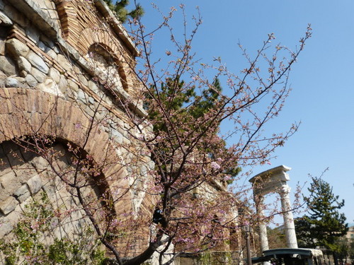 20130302_シーの河津桜_14.jpg