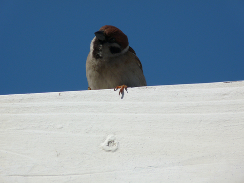 ケープコッドの鳥たち 20090315_002.jpg