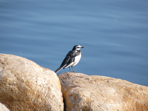 ケープコッドの鳥たち 20090315_005.jpg