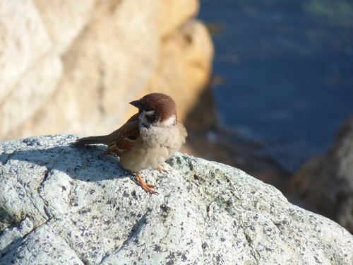 ケープコッドの鳥たち 20090315_006.jpg