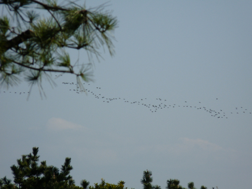 ケープコッドの鳥たち 20090315_008.jpg