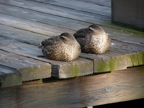 ケープコッドの鳥たち 20090315_009.jpg