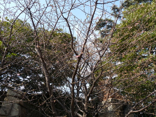 シーの河津桜_20100131_01.jpg