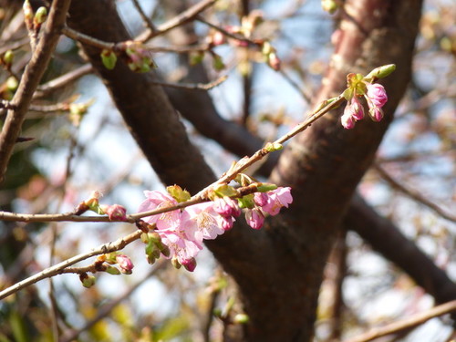 シーの河津桜_20100131_02.jpg